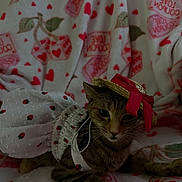 Toulouse joined the competition — help win amazing prizes! cat, tabby_cat, hat, bow, clothing, dress, strawberry_pattern, blanket, hearts, love, cute, pet, animal, indoor, cozy, relaxed, portrait, feline, fashion, accessory