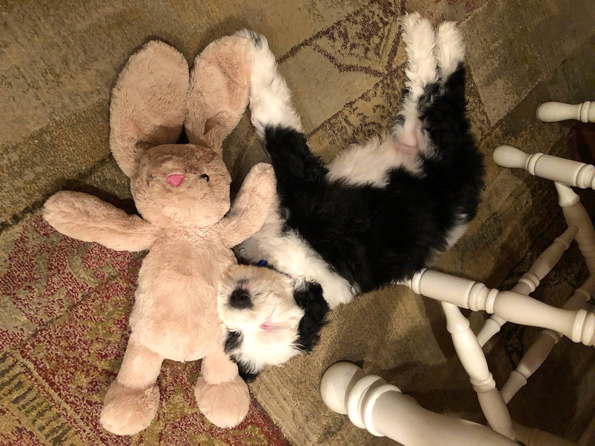 Riggs is registered to the contest to win money with this photo: baby_toys, carmine, comfort, companion_dog, fashion_accessory, fawn, fiber, foot, fur, mammal, pattern, paw, plush, stuffed_toy, tail, terrestrial_animal, toy, vertebrate, wool, woolen