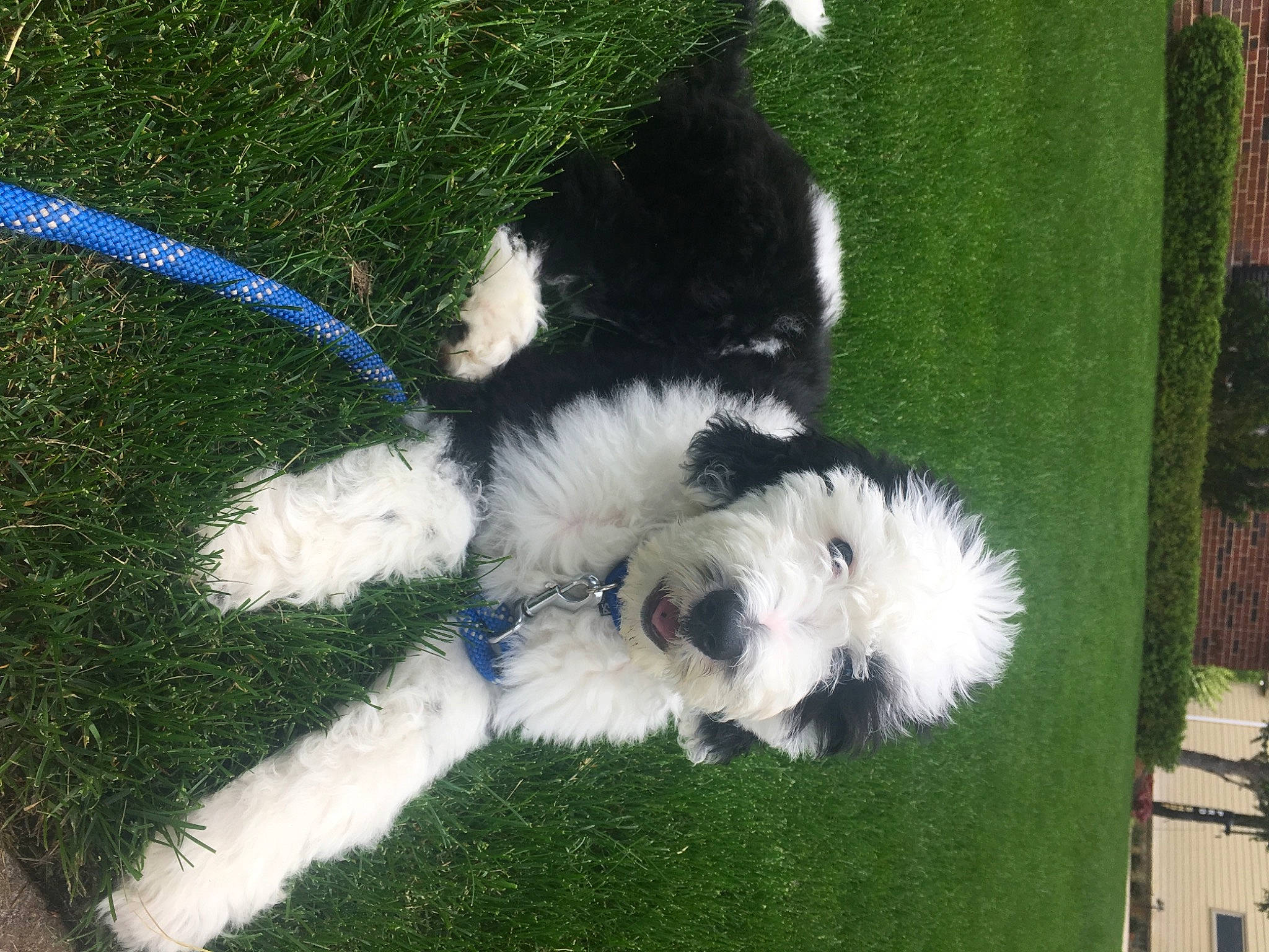 Riggs is registered to the contest to win money with this photo: canidae, carnivore, companion_dog, dog, dog_breed, electric_blue, fawn, fur, grass, non_sporting_group, plant, puppy, snout, sporting_group, tail, terrestrial_animal, terrier, toy_dog, working_animal, working_dog