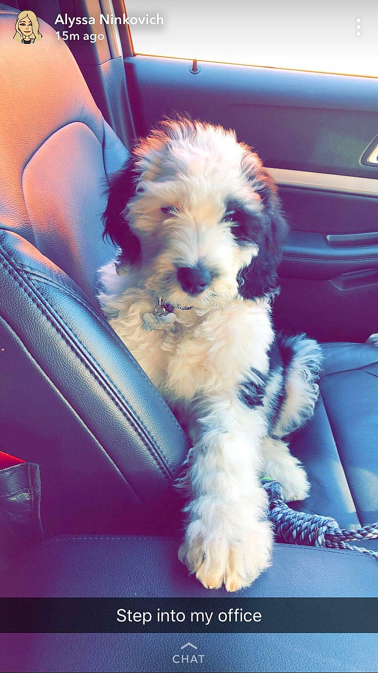 Riggs joined the competition — help win amazing prizes! auto_part, automotive_design, automotive_exterior, automotive_lighting, car, car_seat, car_seat_cover, carnivore, cloud, companion_dog, dog, dog_breed, light, motor_vehicle, snout, sporting_group, tints_and_shades, toy_dog, vehicle, vehicle_door