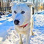 dog, white_dog, blue_eyes, snow, winter, forest, trees, collar, pet, outdoor, animal, canine, fur, nature, cold, sunlight, paw, standing, alert, daylight