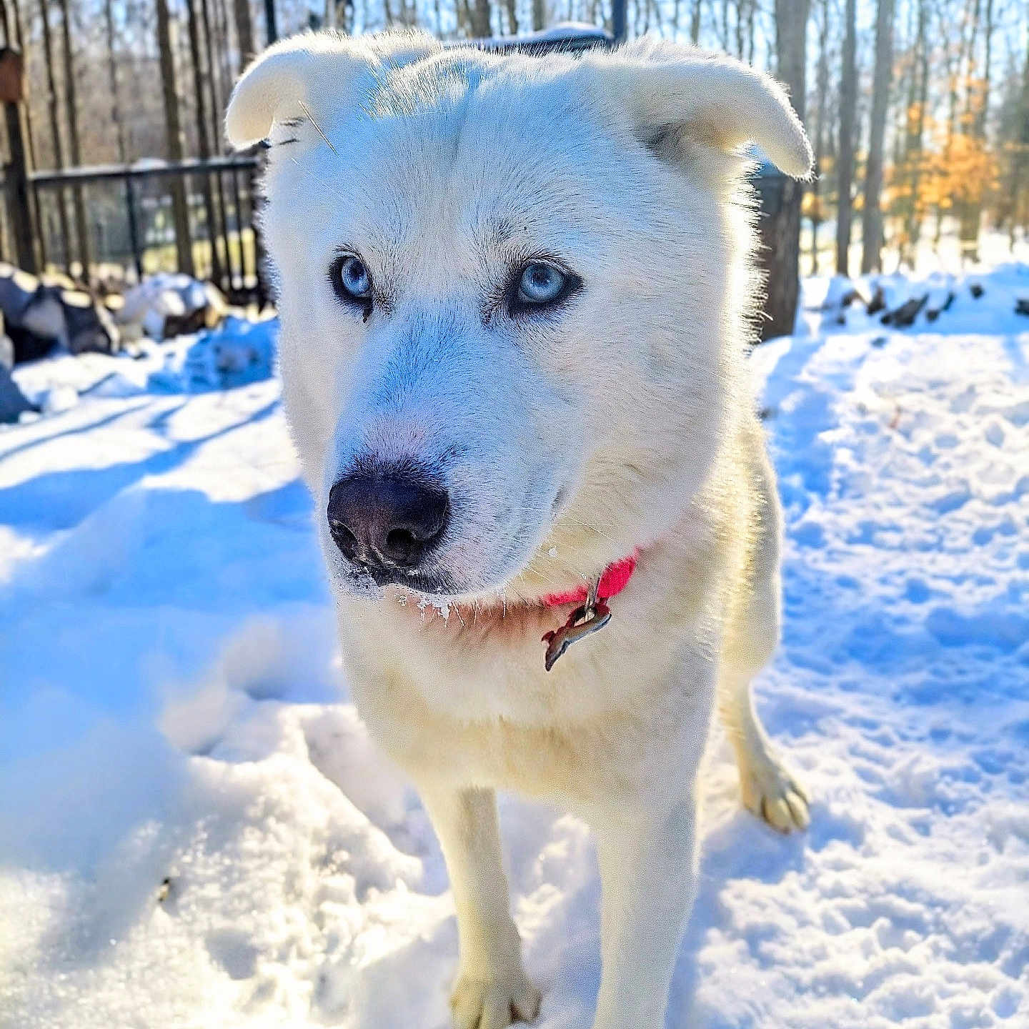 Mystic is registered to the contest to win money with this photo: dog, white_dog, blue_eyes, snow, winter, forest, trees, collar, pet, outdoor, animal, canine, fur, nature, cold, sunlight, paw, standing, alert, daylight