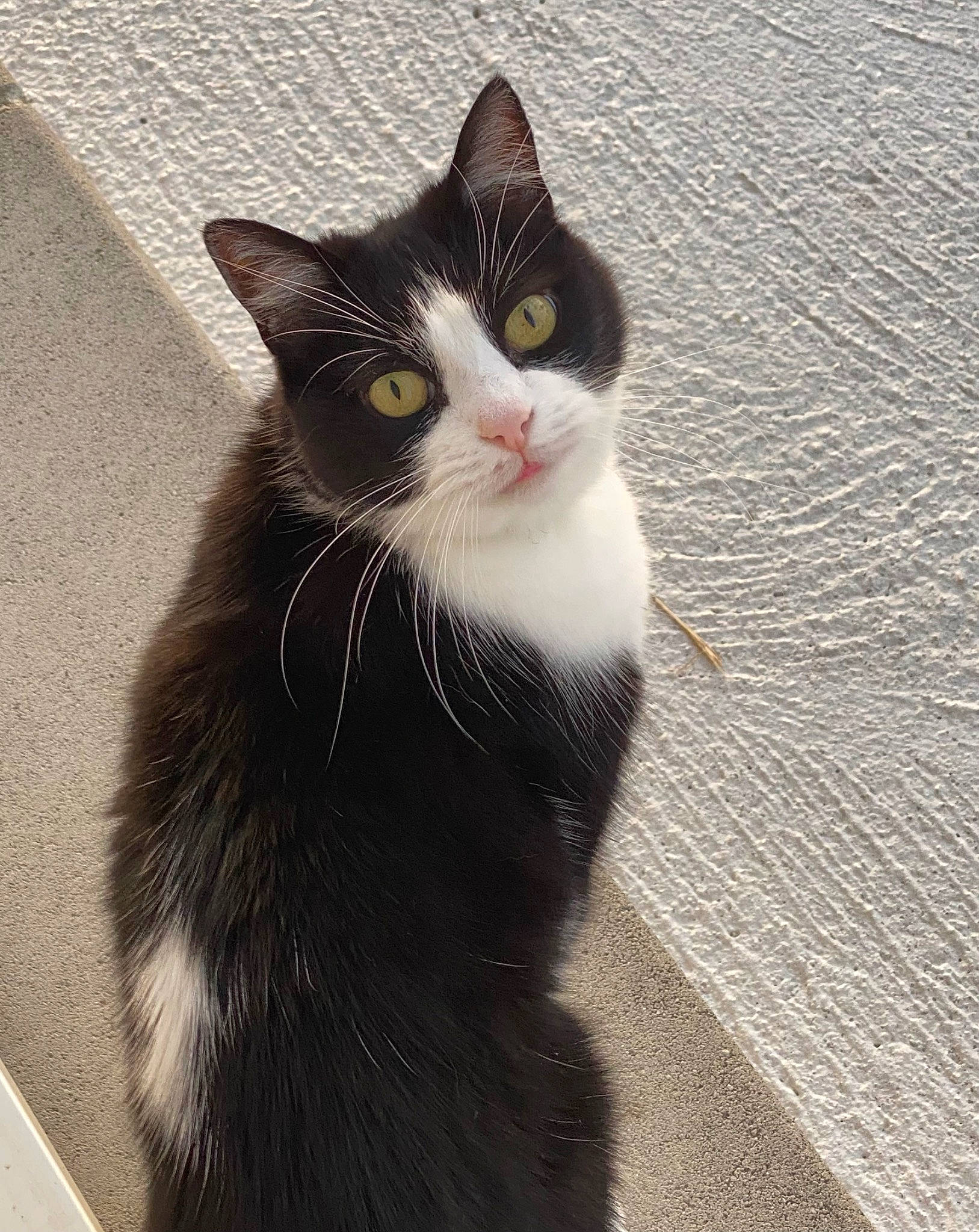 Félix a rejoint le concours — aidez-le/la à gagner de superbes lots ! black_cat, carnivore, cat, domestic_short_haired_cat, felidae, flooring, fur, grey, monochrome_photography, paw, road_surface, shadow, small_to_medium_sized_cats, snout, tail, whiskers, window