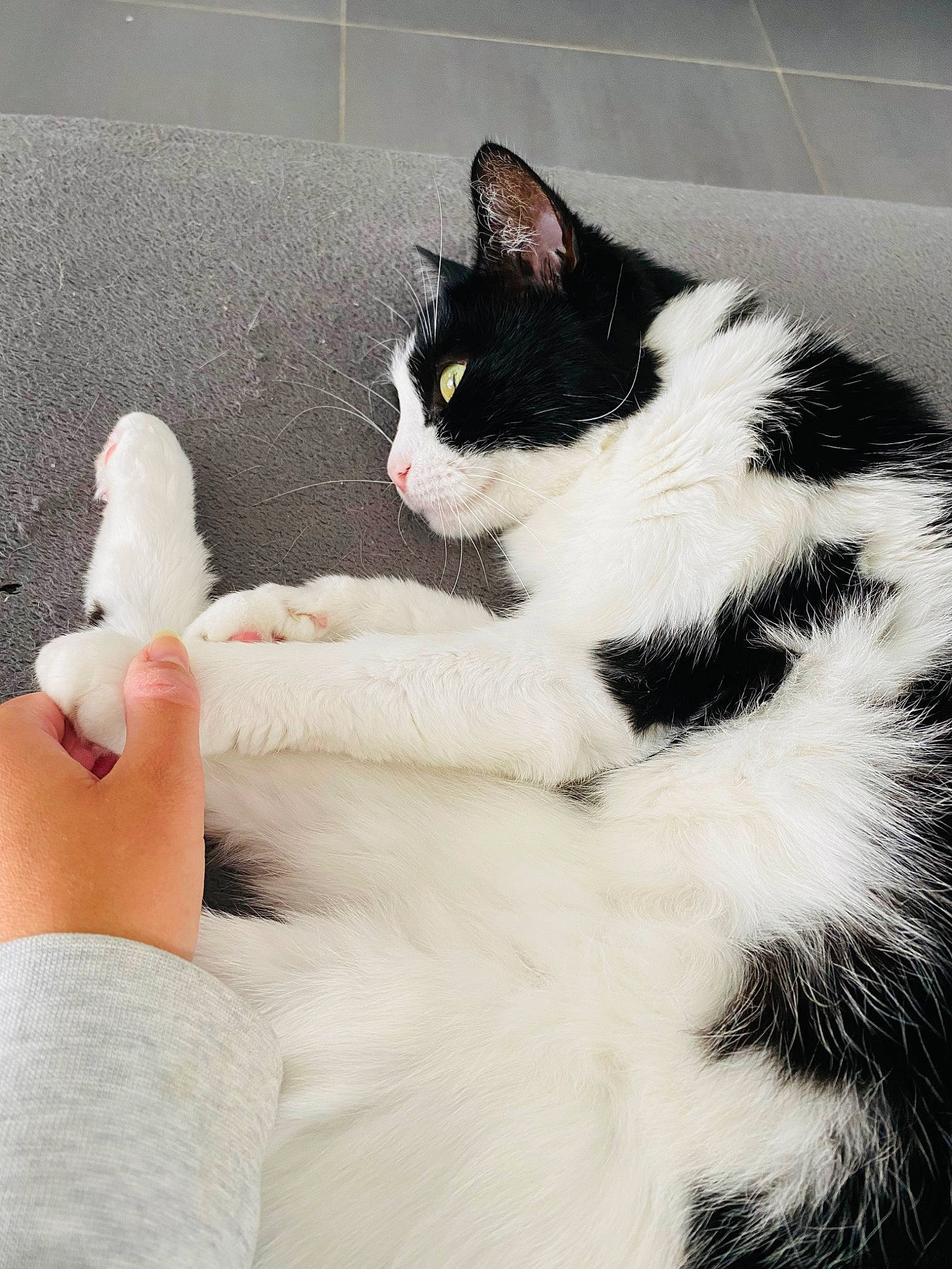 Félix participe au concours pour gagner de l'argent avec cette photo : carnivore, cat, claw, comfort, domestic_short_haired_cat, eye, felidae, foot, fur, gesture, human_body, human_leg, nail, paw, sitting, small_to_medium_sized_cats, snout, tail, whiskers