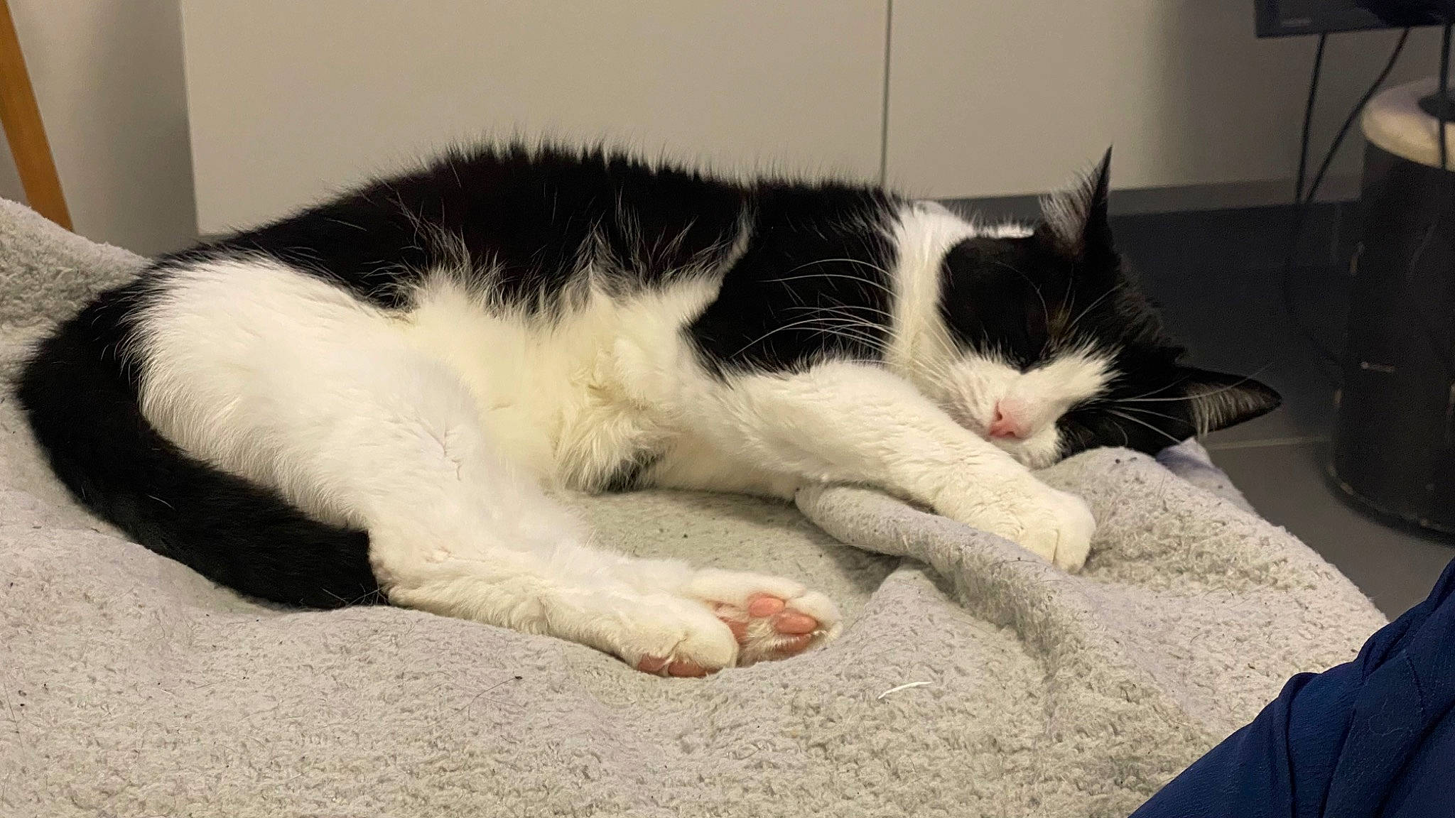 Félix participe au concours pour gagner de l'argent avec cette photo : carmine, carnivore, cat, claw, comfort, domestic_short_haired_cat, felidae, fur, nap, paw, small_to_medium_sized_cats, snout, tail, terrestrial_animal, whiskers