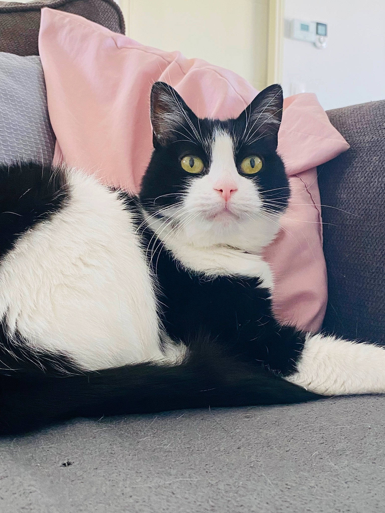 Félix participe au concours pour gagner de l'argent avec cette photo : black_cat, carnivore, cat, comfort, domestic_short_haired_cat, eye, felidae, foot, formal_wear, fur, grey, human_leg, paw, rectangle, sitting, small_to_medium_sized_cats, snout, tail, whiskers, window