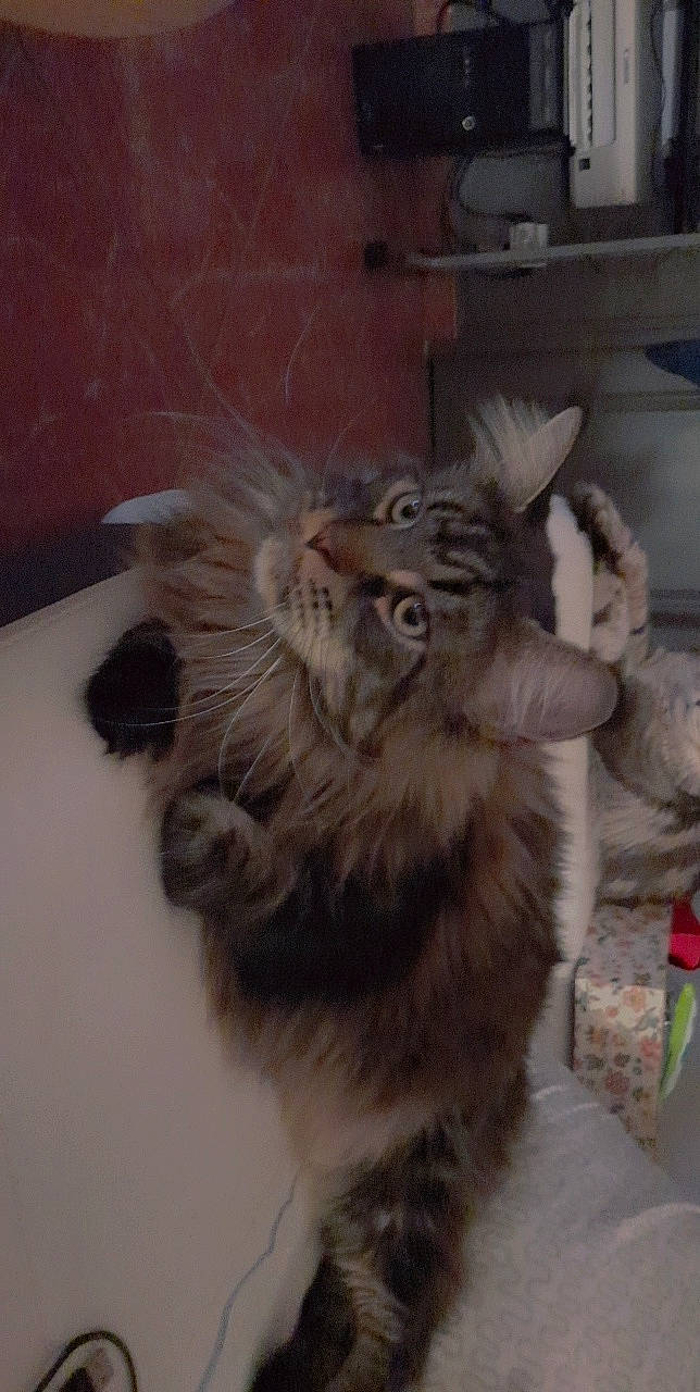 Denver Ice participe au concours pour gagner de l'argent avec cette photo : british_longhair, canidae, carnivore, cat, claw, companion_dog, dog_breed, fang, fawn, felidae, fur, liver, maine_coon, paw, small_to_medium_sized_cats, snout, tail, whiskers, window