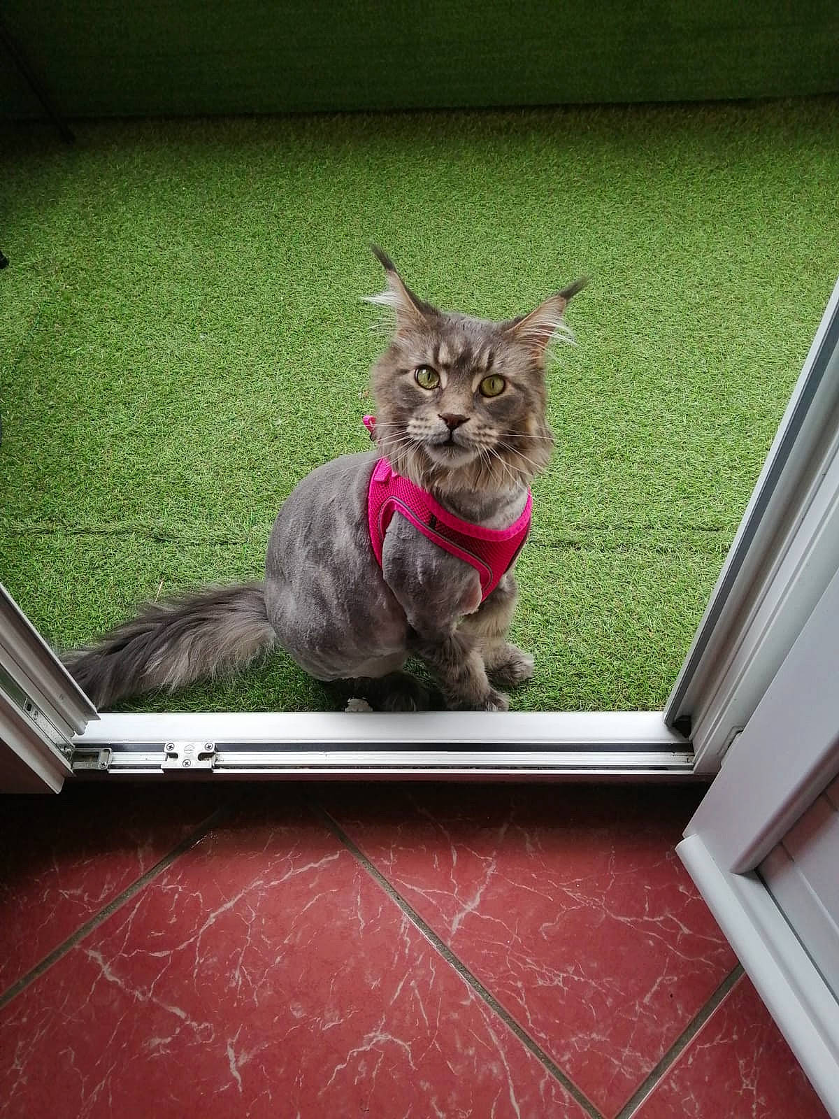 Cristal a rejoint le concours — aidez-le/la à gagner de superbes lots ! carnivore, cat, comfort, domestic_short_haired_cat, fawn, felidae, flooring, flowerpot, fur, grass, grey, mammal, small_to_medium_sized_cats, snout, tail, tints_and_shades, vertebrate, whiskers, window, wood