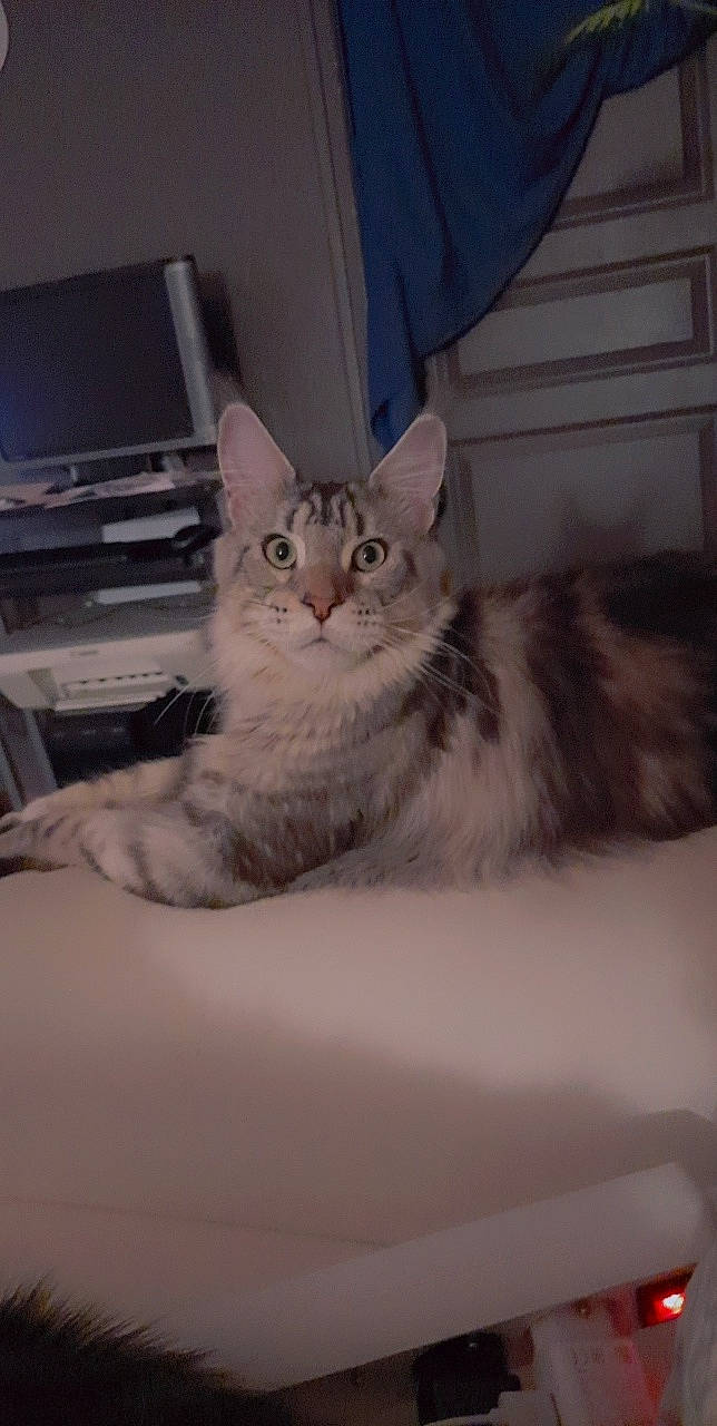 Ramses Ice participe au concours pour gagner de l'argent avec cette photo : bed, bedding, carnivore, cat, claw, comfort, computer_keyboard, couch, domestic_short_haired_cat, felidae, fur, grey, nap, output_device, paw, peripheral, small_to_medium_sized_cats, snout, tail, whiskers