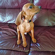 Bubba is registered to the contest to win money with this photo: puppy, dog, brown, collar, leather_couch, pet, animal, indoor, sitting, curious, young, canine, fur, paw, cute, domestic, snout, ears, small, companion