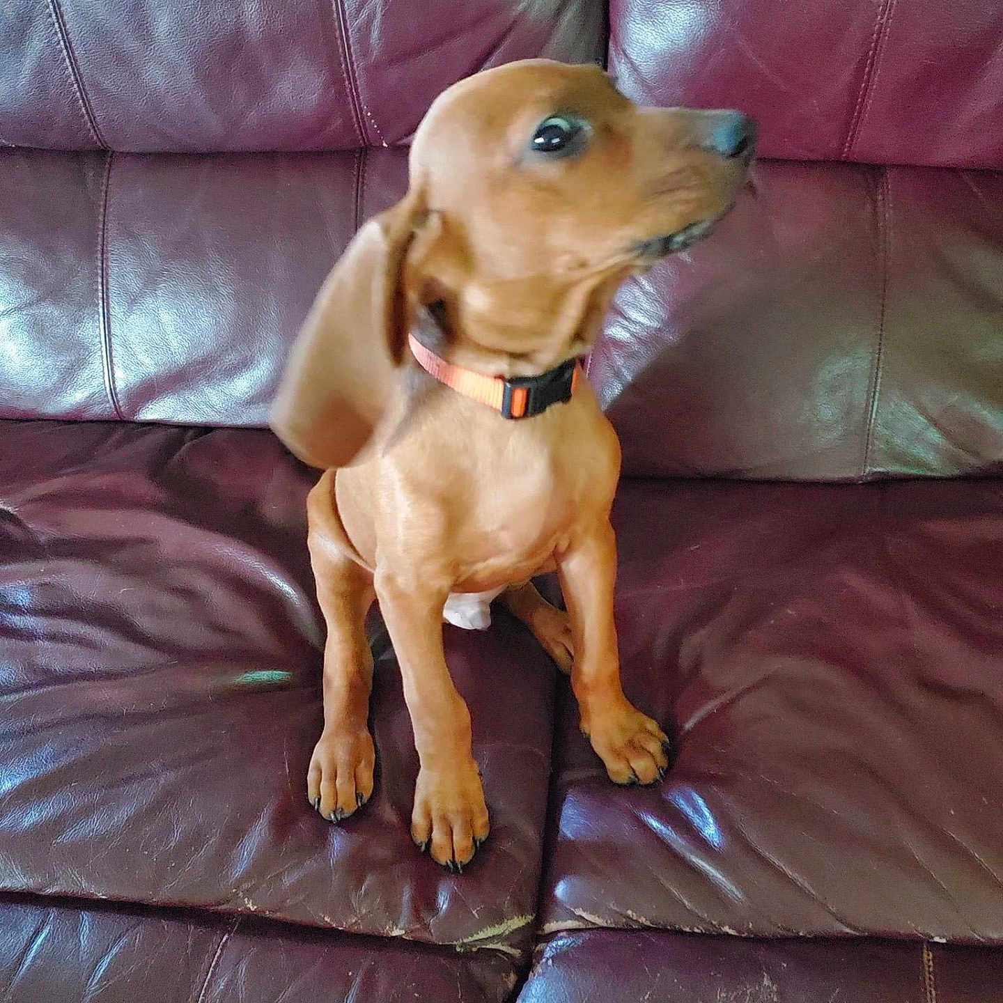 Bubba is registered to the contest to win money with this photo: animal, brown, canine, collar, companion, curious, cute, dog, domestic, ears, fur, indoor, leather_couch, paw, pet, puppy, sitting, small, snout, young