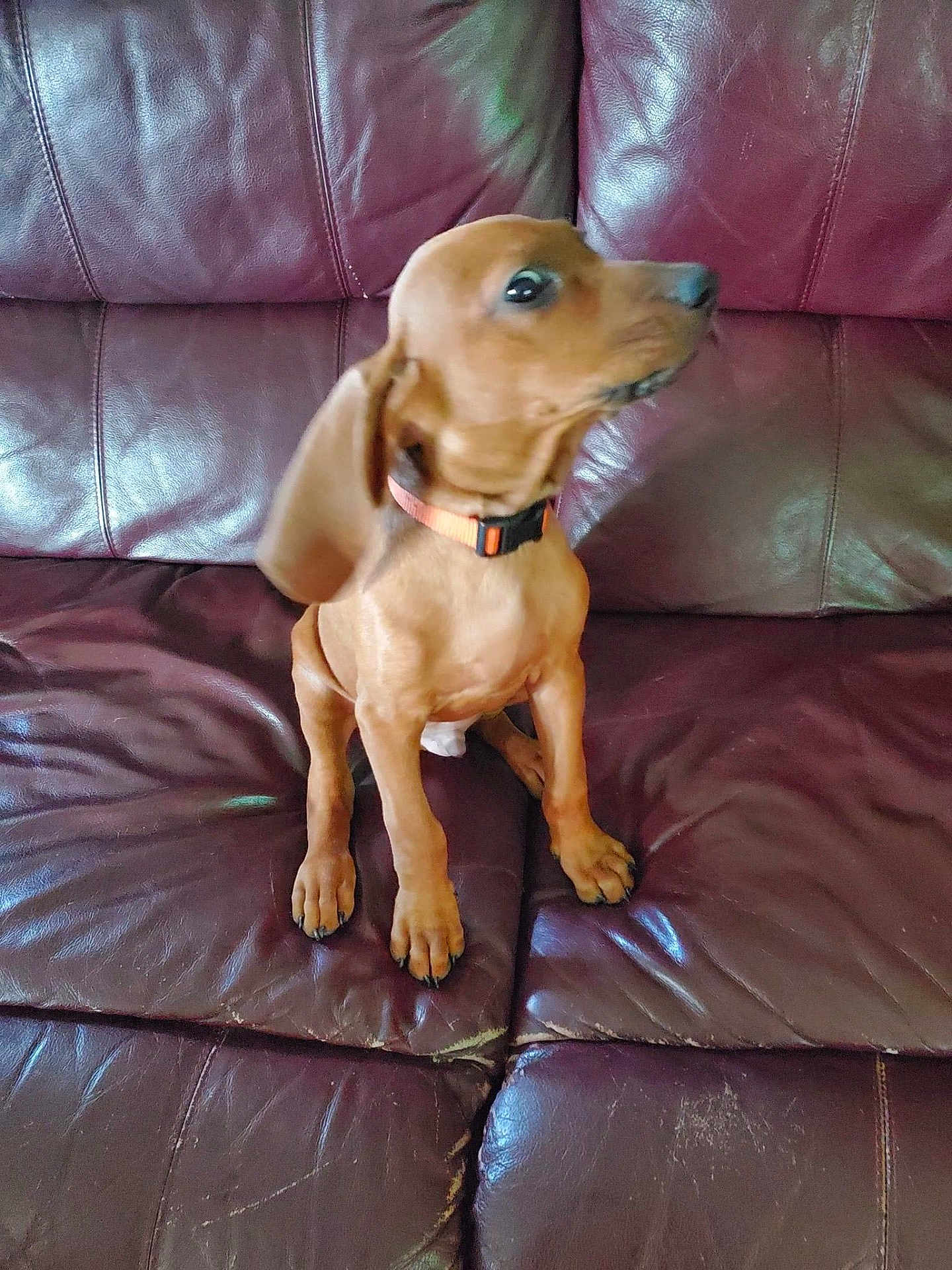 Bubba is registered to the contest to win money with this photo: puppy, dog, brown, collar, leather_couch, pet, animal, indoor, sitting, curious, young, canine, fur, paw, cute, domestic, snout, ears, small, companion