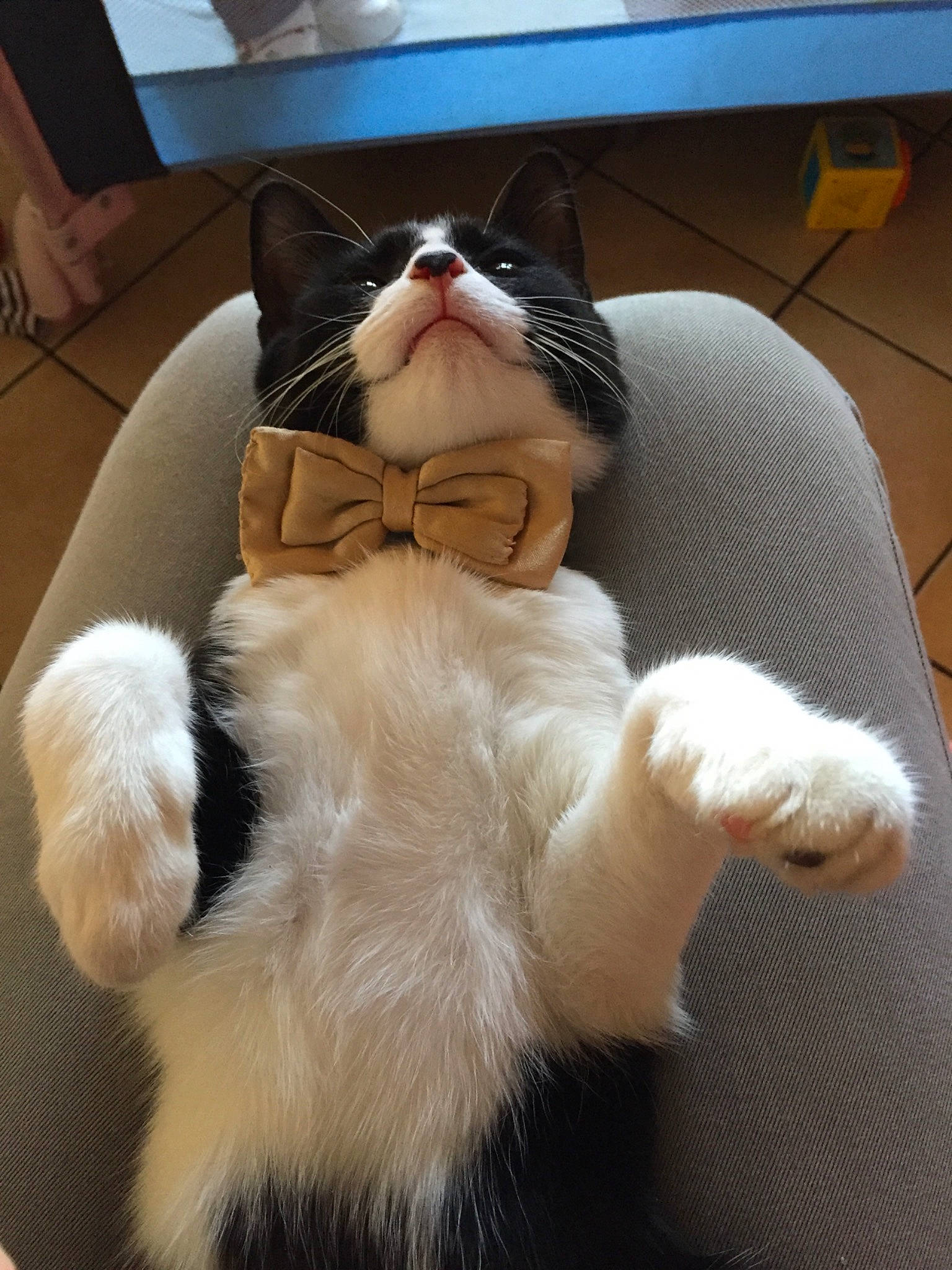 Nuggets participe au concours pour gagner de l'argent avec cette photo : asian, carnivore, cat, claw, ear, felidae, fur, japanese_bobtail, lap, leg, paw, polydactyl_cat, small_to_medium_sized_cats, snout, tail, whiskers