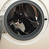Nuggets participe au concours pour gagner de l'argent avec cette photo : carnivore, cat, clothes_dryer, domestic_short_haired_cat, felidae, home_appliance, kitten, laundry, major_appliance, small_to_medium_sized_cats, washing, washing_machine, whiskers