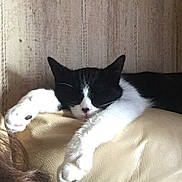Nuggets participe au concours pour gagner de l'argent avec cette photo : black_and_white, carnivore, cat, domestic_short_haired_cat, felidae, kitten, mammal, polydactyl_cat, small_to_medium_sized_cats, tail, whiskers