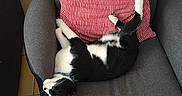 Nuggets participe au concours pour gagner de l'argent avec cette photo : boston_terrier, canidae, car_seat, carnivore, cat, chair, comfort, dog, french_bulldog, furniture, lap, leg, non_sporting_group, toy_fox_terrier