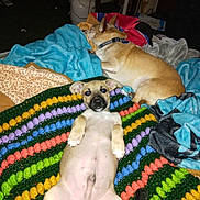 Scrappy-Doo joined the competition — help win amazing prizes! bedroom, blanket, canine, collar, colorful, comfort, comfy, cozy, crochet, dog, domestic_animal, fur, home, indoor, lying_down, pet, puppy, relaxing, resting, sleeping