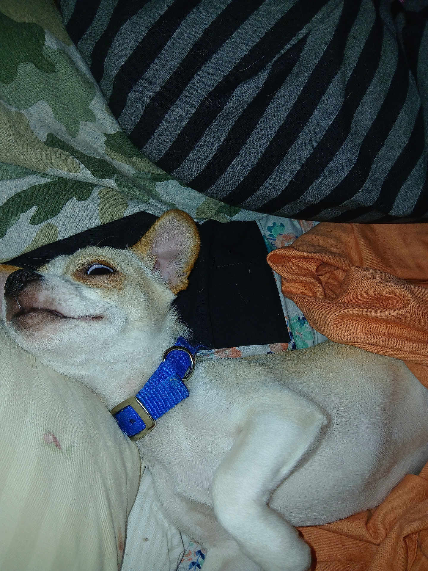 Captain joined the competition — help win amazing prizes! dog, small_dog, white_dog, blue_collar, bed, pillow, blanket, striped_pillow, camouflage_pillow, orange_blanket, laying_down, pet, indoor, cute, fur, animal, resting, closeup, sleepy, cozy