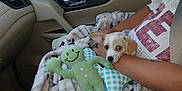 Captain is registered to the contest to win money with this photo: puppy, dog, blanket, car_interior, toy, plush_toy, seatbelt, water_bottle, person, arm, window, side_mirror, cone, fence, trees, sky, shirt, lap, comfort, indoor