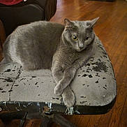 Tk. is registered to the contest to win money with this photo: cat, gray_cat, feline, crossed_paws, chair, worn_furniture, indoor, wooden_floor, pet, relaxed, animal, domestic, cozy, home, resting, cute, mammal, fur, whiskers, ears