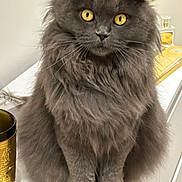 Willow Pillow is registered to the contest to win money with this photo: cat, gray_cat, fluffy, yellow_eyes, indoor, pet, feline, sitting, curious, closeup, whiskers, fur, portrait, animal, domestic_animal, cute, looking, table, houseplant, cozy