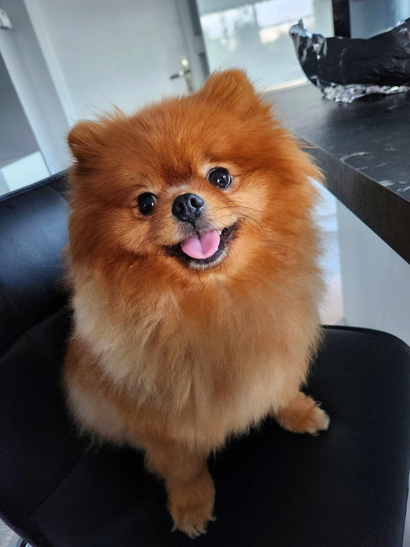 Uzum a rejoint le concours — aidez-le/la à gagner de superbes lots ! dog, pomeranian, fluffy, pet, indoor, chair, black_chair, happy, tongue_out, cute, small_dog, brown_fur, portrait, animal, domestic_animal, sitting, looking_at_camera, house, furniture, bright_eyes