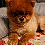 dog, puppy, fluffy, brown_fur, cute, pet, indoor, couch, blanket, floral_pattern, animal, small_dog, paw, face, fur, resting, looking, adorable, companion, cozy