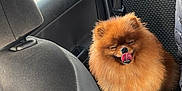 Uzum participe au concours pour gagner de l'argent avec cette photo : dog, pomeranian, pet, car_interior, seat, happy, tongue_out, fluffy, animal, window, rain_drops, backseat, closed_eyes, transportation, travel, cute, furry, domestic_animal, smiling, companion