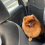 dog, pomeranian, pet, car_interior, seat, happy, tongue_out, fluffy, animal, window, rain_drops, backseat, closed_eyes, transportation, travel, cute, furry, domestic_animal, smiling, companion