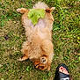 Uzum participe au concours pour gagner de l'argent avec cette photo : puppy, dog, grass, leaf, paw, fur, outdoor, pet, cute, playful, lying_down, footwear, sandal, nike, toenails, casual, green, nature, summer, relaxed