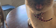 Renesme joined the competition — help win amazing prizes! cat, siamese, table, wooden_table, collar, bell, indoor, window, blinds, chair, furniture, pet, animal, mouth_open, whiskers, domestic_cat, floor, daylight, house, blur