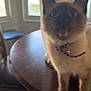 cat, siamese, table, wooden_table, collar, bell, indoor, window, blinds, chair, furniture, pet, animal, mouth_open, whiskers, domestic_cat, floor, daylight, house, blur