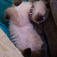 Renesme is registered to the contest to win money with this photo: adorable, animal, blanket, collar, cozy, cushion, cute, domestic, feline, fluffy, fur, indoor, kitten, nap, paws, pet, relaxed, resting, sleeping, soft