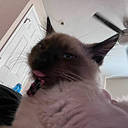 Renesme is registered to the contest to win money with this photo: cat, siamese_cat, tongue_out, indoor, ceiling_fan, door, whiskers, fur, pet, animal, close_up, curious, head, ears, light, shadow, house, domestic, cute, feline