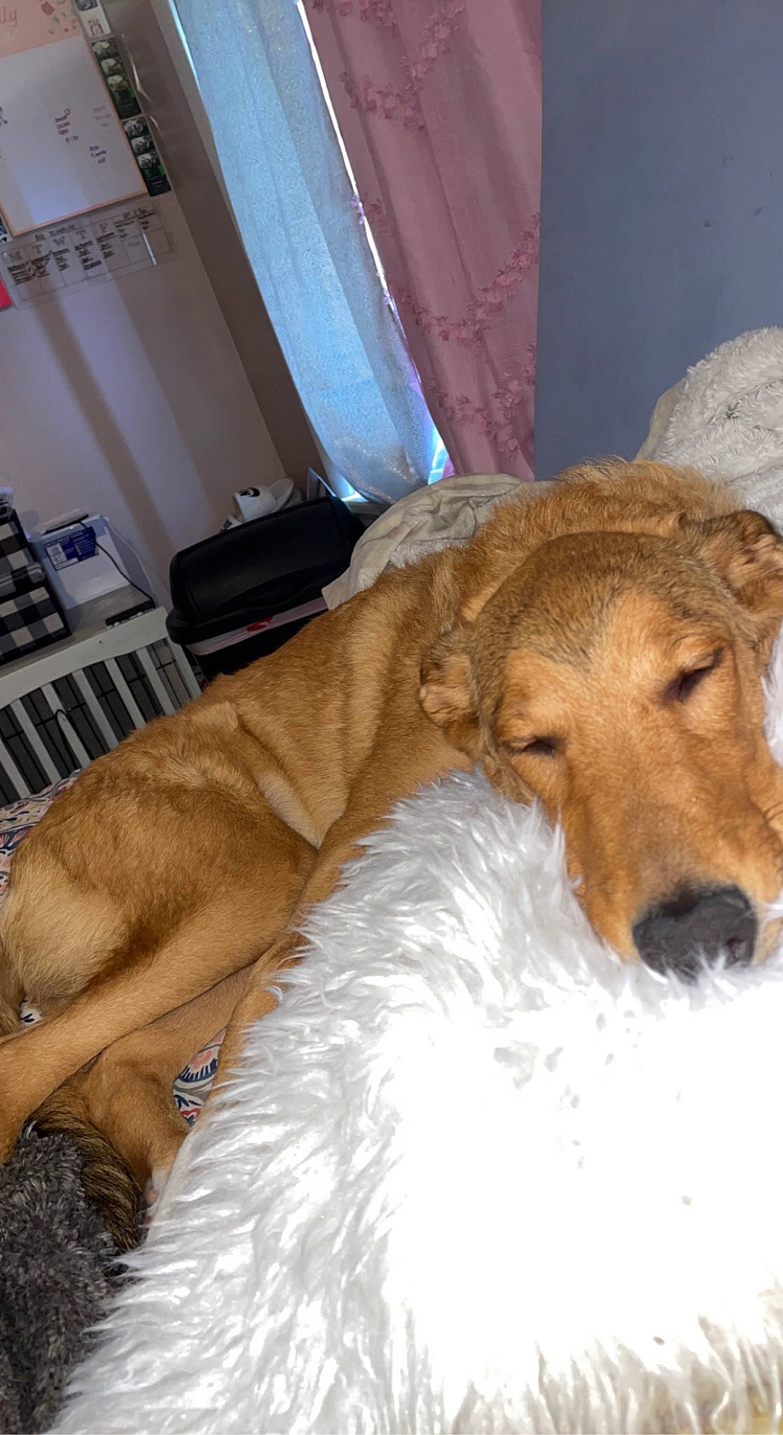 Tessa joined the competition — help win amazing prizes! canidae, carnivore, chair, comfort, companion_dog, curtain, dog, dog_breed, dog_supply, ear, fawn, flooring, fur, liver, paw, snout, sporting_group, tail, whiskers, working_animal