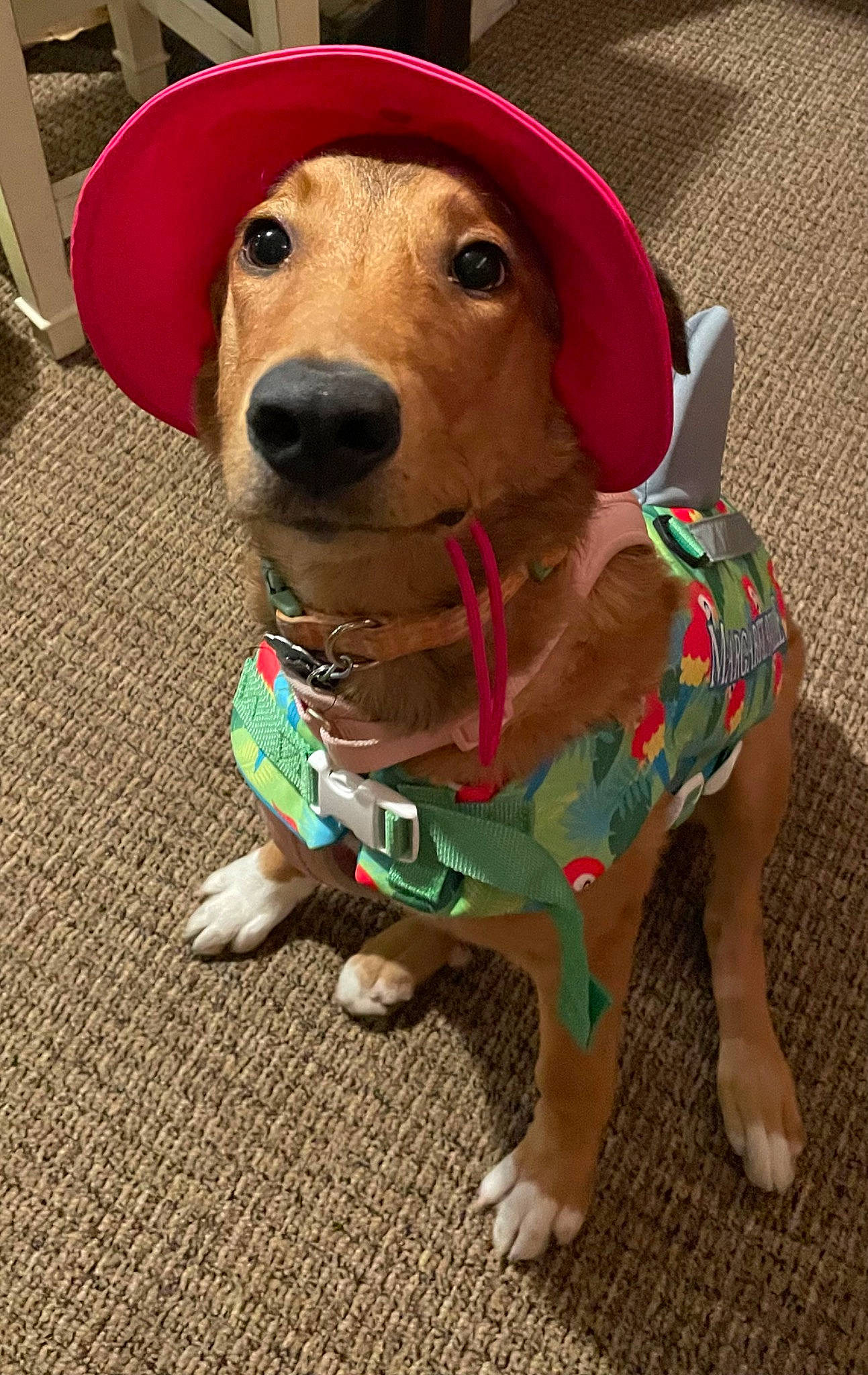 Tessa is registered to the contest to win money with this photo: canidae, carnivore, collar, companion_dog, dog, dog_breed, dog_clothes, dog_collar, dog_supply, fashion_accessory, fawn, fur, hound, leash, liver, personal_protective_equipment, pet_supply, snout, sporting_group, working_animal