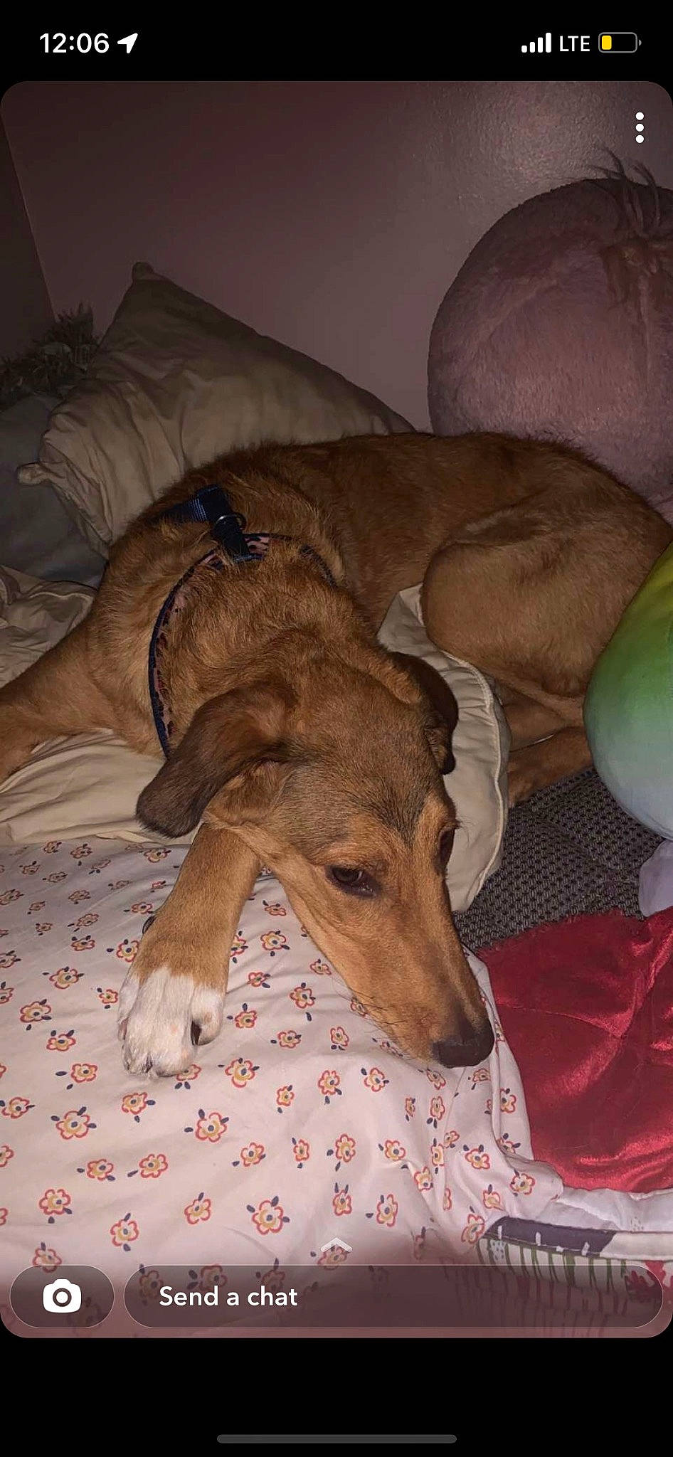 Tessa joined the competition — help win amazing prizes! balloon, bed, canidae, carnivore, comfort, companion_dog, dog, dog_breed, dog_supply, fawn, linens, magyar_agar, polish_greyhound, rampur_greyhound, sighthound, snout, sporting_group, terrestrial_animal, wood, working_animal