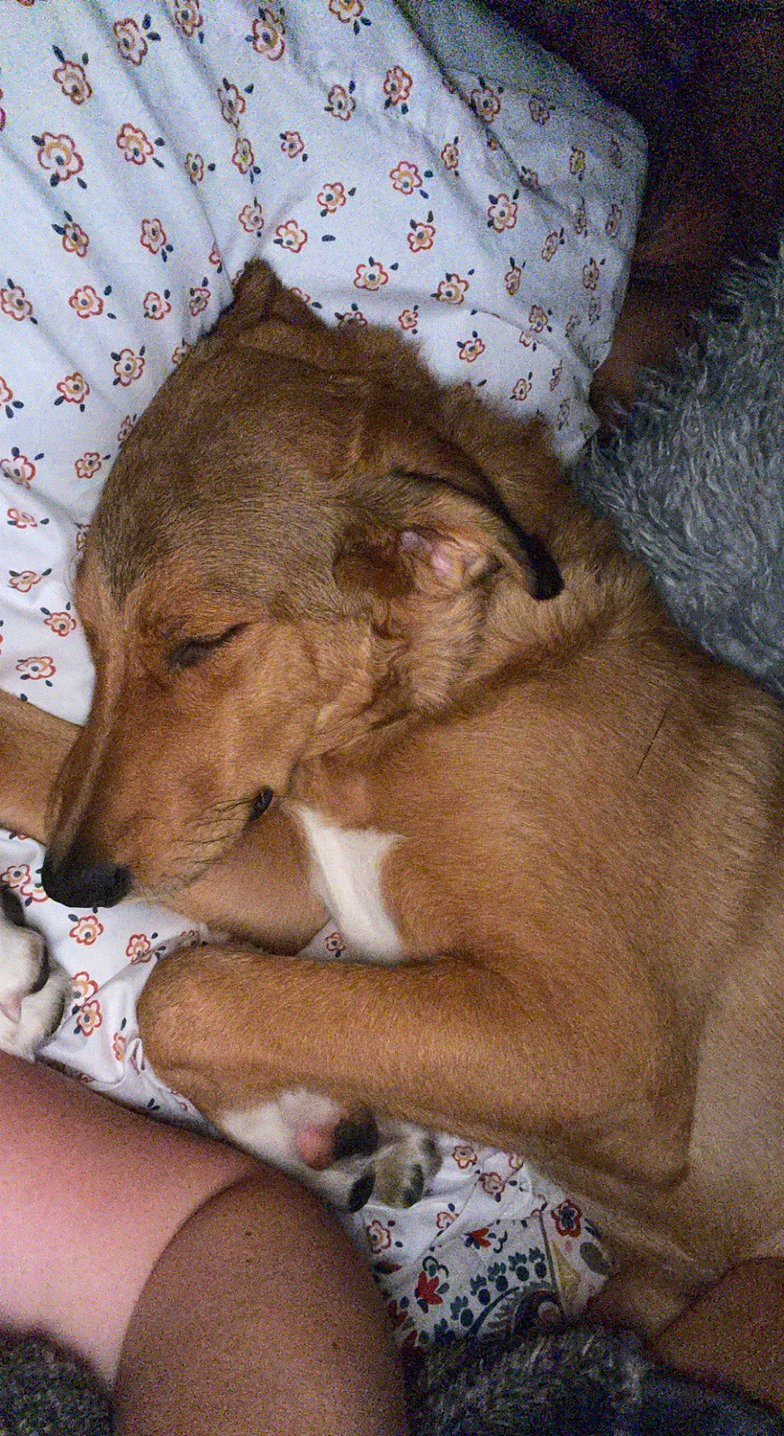 Tessa joined the competition — help win amazing prizes! canidae, carnivore, comfort, companion_dog, dog, dog_breed, fawn, fur, human_leg, lap, linens, nail, pattern, paw, sitting, snout, sporting_group, thigh, working_animal, wrist