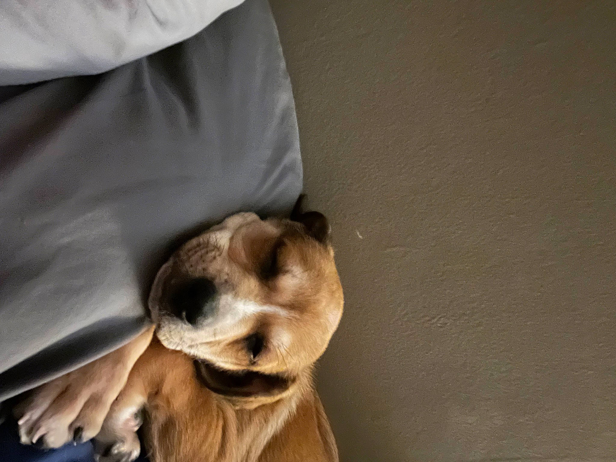 Nova joined the competition — help win amazing prizes! carnivore, comfort, companion_dog, corgi_chihuahua, dog, dog_breed, ear, felidae, fur, gesture, non_sporting_group, paw, sleeve, toy_dog, whiskers, working_animal