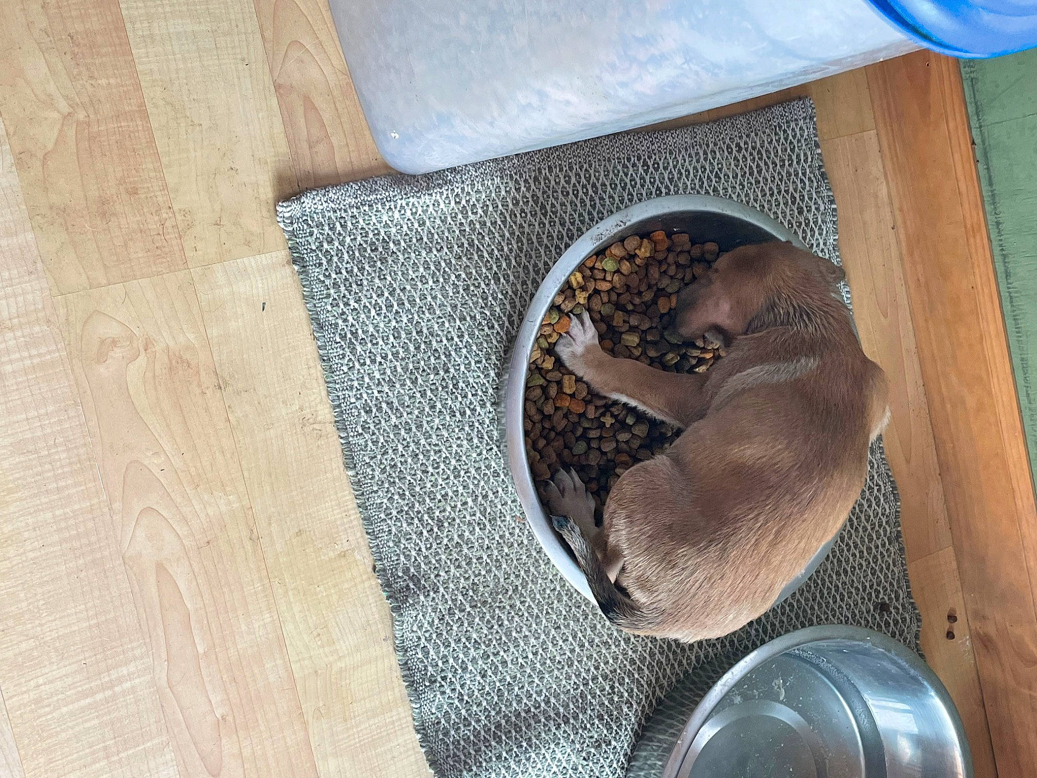 Nova joined the competition — help win amazing prizes! boa, boa_constrictor, burmese_python, comfort, felidae, hardwood, kettle, mechanical_fan, metal, python, python_family, reptile, scaled_reptile, serpent, snake, terrestrial_animal, wood