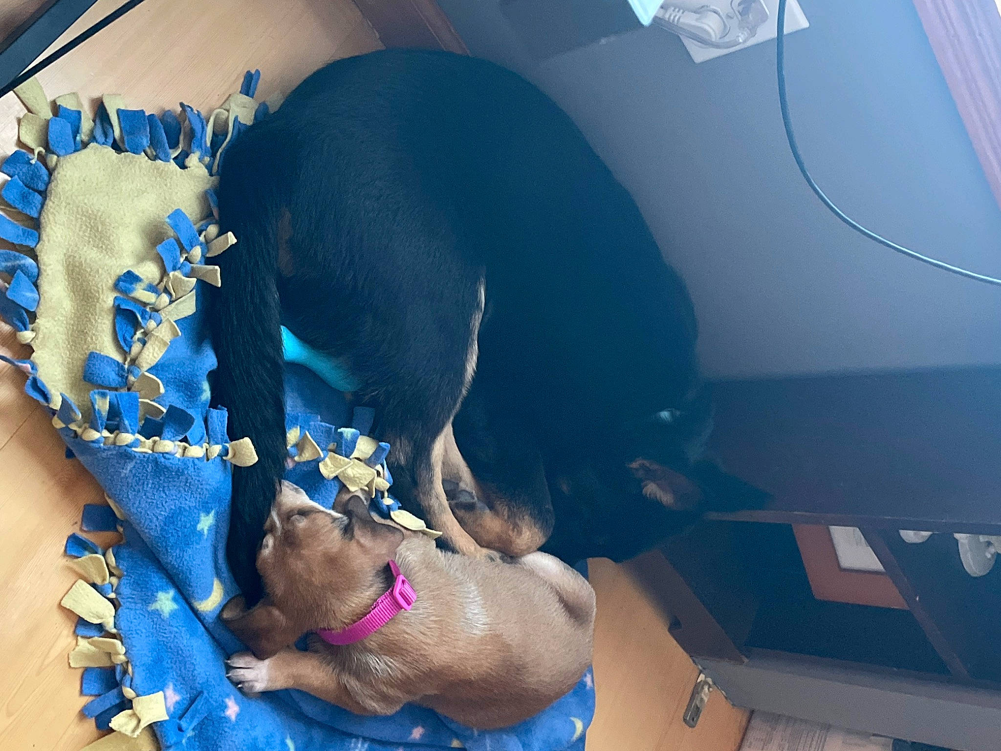 Nova is registered to the contest to win money with this photo: blue, canidae, carnivore, collar, comfort, companion_dog, dog, dog_breed, dog_collar, dog_supply, electric_blue, fawn, guard_dog, liver, mammal, pet_supply, snout, sporting_group, vertebrate, working_animal