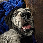 Lucy joined the competition — help win amazing prizes! dog, sleeping, close_up, mouth_open, teeth, brown_leather, blue_blanket, cozy, content, pet, animal, fur, snout, whiskers, relaxed, indoor, couch, napping, cute, resting