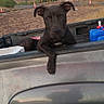 Sensi is registered to the contest to win money with this photo: dog, black_dog, pickup_truck, mountains, outdoor, nature, paw, vehicle, scenic, road, rural, sky, clouds, landscape, pet, resting, curious, animal, daytime, adventure