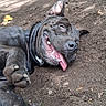 animal, canine, closeup, dirt, dog, ears, funny_expression, happy, leaves, lying_down, muzzle, nature, outdoor, paw, pet, playful, summer, tongue, tongue_out, tree