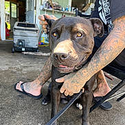 Sensi is registered to the contest to win money with this photo: animal, black_dog, chair, concrete_floor, dog, door, flip_flops, footwear, hand, happy, house, human, leash, outdoor, paw, person, pet, sitting, tattoo, window