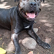 Sensi is registered to the contest to win money with this photo: dog, black_dog, outdoor, dirt, tree, leaves, smiling_dog, pet, animal, happy, tongue_out, sunlight, nature, canine, playful, resting, collar, paw, ground, daytime