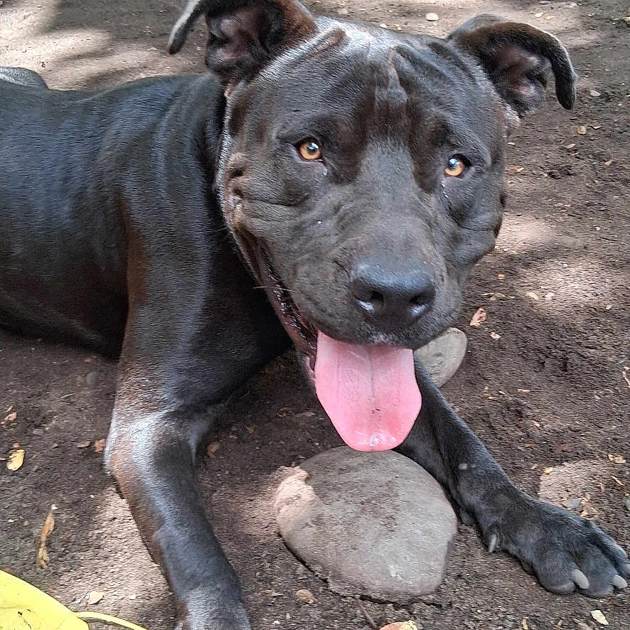 Sensi