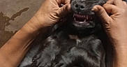 Sensi joined the competition — help win amazing prizes! puppy, dog, black_dog, pet, animal, hands, playing, smile, teeth, indoor, chair, person, casual, relaxing, floor, clothing, human, seat, cute, fur
