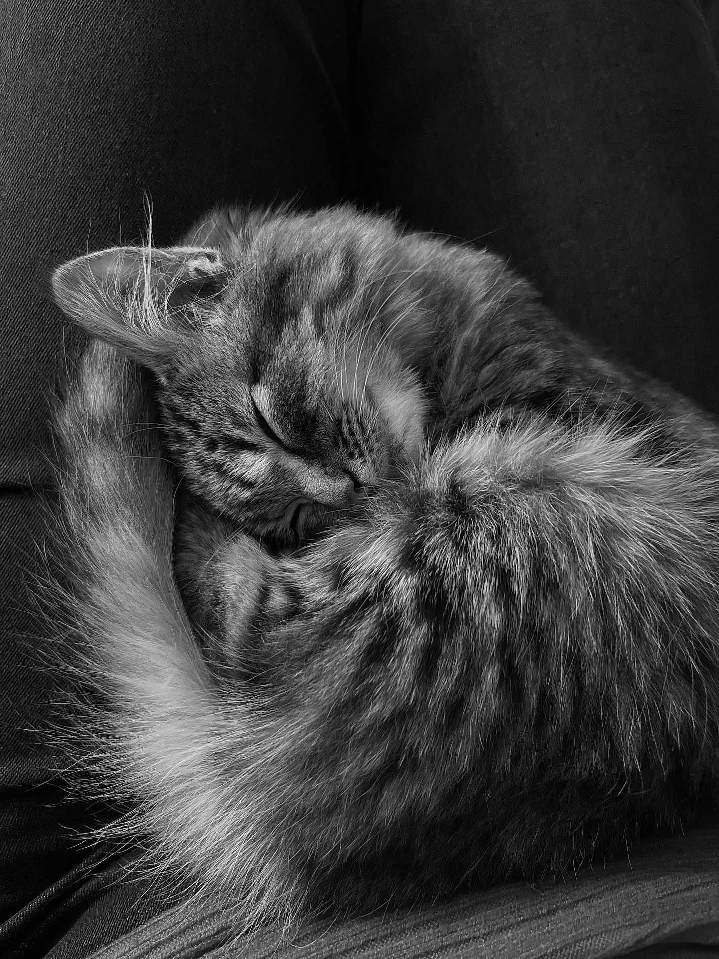 Mushu a rejoint le concours — aidez-le/la à gagner de superbes lots ! cat, tabby, sleeping, curled_up, fur, pet, animal, cozy, lap, resting, whiskers, ears, tail, black_and_white, soft, cute, domestic, feline, peaceful, close_up
