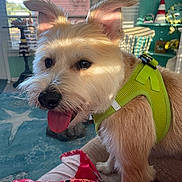 Jake is registered to the contest to win money with this photo: dog, pet, indoor, sunlight, green_harness, tongue_out, fluffy_fur, window_blinds, rug, decor, shelf, home, cozy, animal, cute, portrait, light_and_shadow, pink_blanket, ears_up, happy